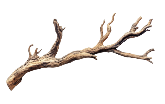 Dry tree branch isolated on white or transparent background