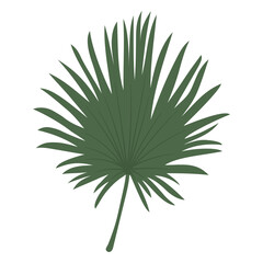 Fan palm leaf png sticker, cute illustration, transparent background