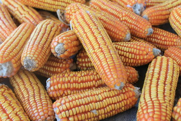 Ripe Dried Corn Cobs for Harvest and Agriculture Use