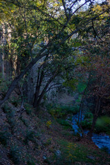 River in Tbilisi Botanical Garden, Georgia