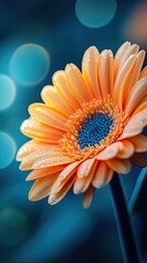 Gerbera flower close-up in macro photography
