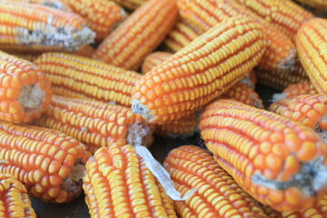 Ripe Dried Corn Cobs for Harvest and Agriculture Use