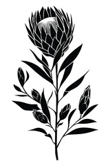 A black and white silhouette of a protea flower with buds.