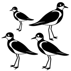 set of plover silhouette vector bird black animal