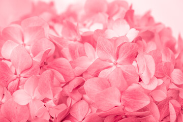 Obraz premium Pink flowers close up. Bouquet of red flowers. City flower beds, a beautiful and well-groomed garden with flowering bushes.