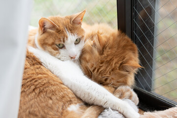 窓辺でくつろぐ二匹の猫