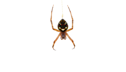 Araignée suspendue à son fil