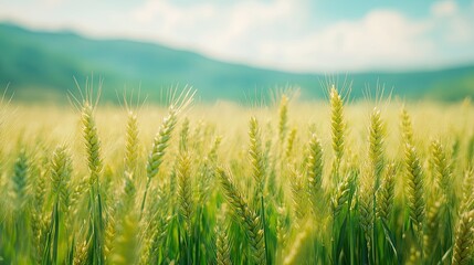 Naklejka premium Wheat field image. View on fresh ears of young green wheat and on nature in spring
