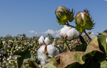 cotton field with white cotton buds