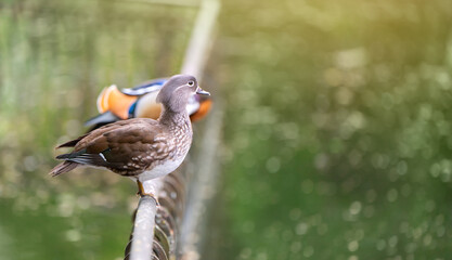 A beautiful brown female mandarin duck stands on a fence near the lake. Close-up photo. Nature and wild birds