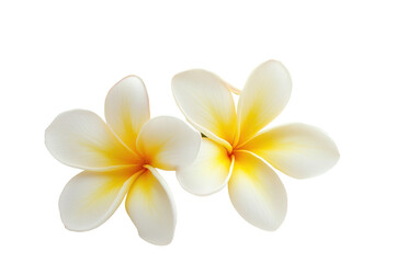 Frangipani flower isolated on white or transparent background