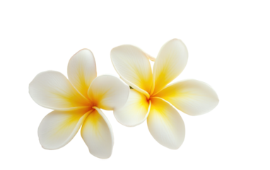 Frangipani flower isolated on white or transparent background