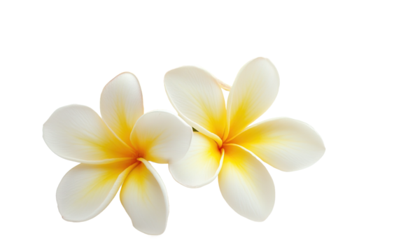 Frangipani flower isolated on white or transparent background