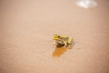 The frog sits on the sand on the shore of the lake. Beautiful wildlife landscape with place for text. The concept of protecting wildlife and ecology.