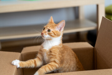 Ginger little cute cat plays in a small box. Fun for cats. Pets