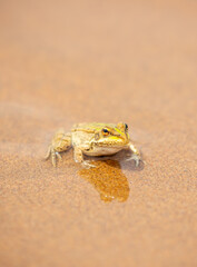 The frog sits on the sand on the shore of the lake. Beautiful wildlife landscape with place for text. The concept of protecting wildlife and ecology.