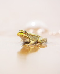 The frog sits on the sand on the shore of the lake. Beautiful wildlife landscape with place for text. The concept of protecting wildlife and ecology.