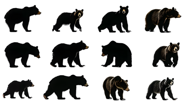 various bear silhouettes on the white background