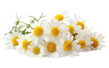 Fiori di camomilla flower isolated on white or transparent background
