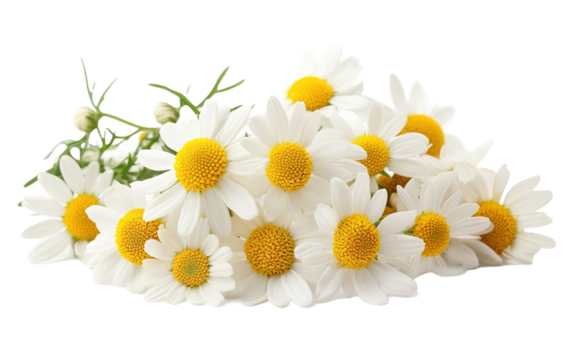Fiori di camomilla flower isolated on white or transparent background