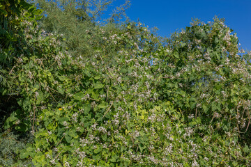 Cynanchum acutum (Bacırgan). The trunks are delicate, cylindrical, twisted and forked; can grow up to 3 m tall.