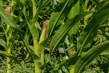 Obraz premium Corn plants in the farm field in summer.young corn cobs and green leaves on a field background close-up. Corn farm. A selective focus picture of corn cob in organic corn field.