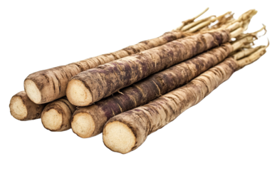Fresh Burdock roots isolated on white or transparent background