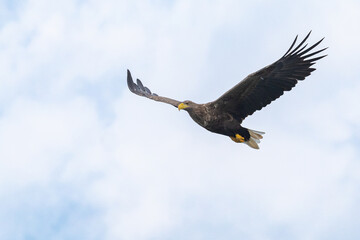 The White tailed Eagle in his natural habitat.