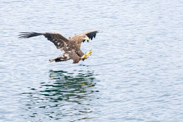 The White tailed Eagle in his natural habitat.