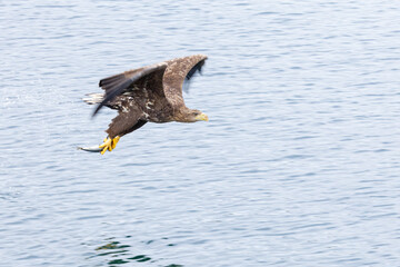 The White tailed Eagle in his natural habitat.