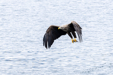 The White tailed Eagle in his natural habitat.