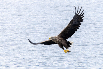 The White tailed Eagle in his natural habitat.