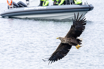 The White tailed Eagle in his natural habitat.