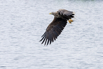 The White tailed Eagle in his natural habitat.