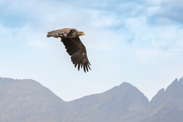 The White tailed Eagle in his natural habitat.