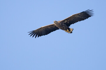 The White tailed Eagle in his natural habitat.