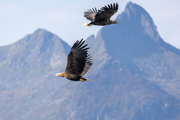 The White tailed Eagle in his natural habitat.