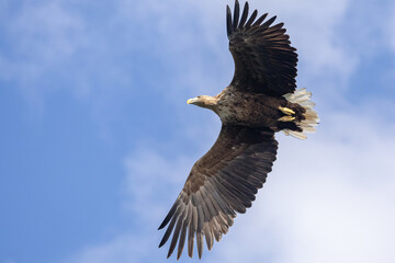 The White tailed Eagle in his natural habitat.