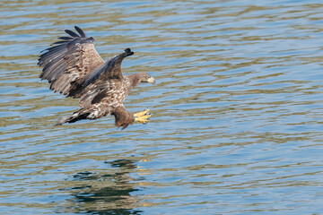 The White tailed Eagle in his natural habitat.