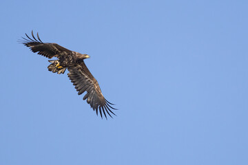 The White tailed Eagle in his natural habitat.