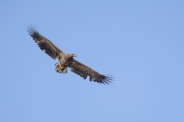 The White tailed Eagle in his natural habitat.