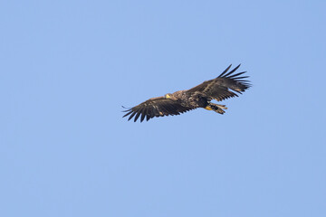 Fototapeta premium The White tailed Eagle in his natural habitat.