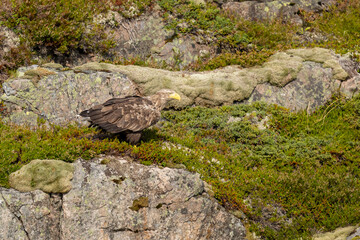 The White tailed Eagle in his natural habitat.