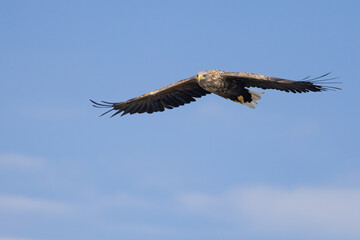 The White tailed Eagle in his natural habitat.