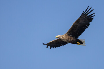 Naklejka premium The White tailed Eagle in his natural habitat.