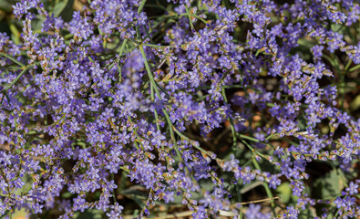 Sea lavender flowers gentle wildflowers Kermek broadleaf. Beautiful tiny violet lavender flowerets...