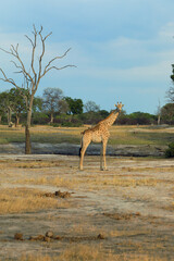 Giraffe stands gracefully in Hwange National Park, Zimbabwe amidst a dry landscape under a clear sky