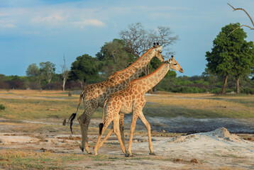 Two giraffes gracefully walk across the plains of Hwange National Park in Zimbabwe during the golden hour of sunset