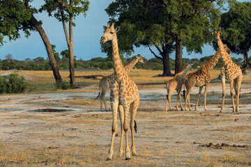 Giraffes roaming freely in Hwange National Park showcasing their grace in the African wilderness during the afternoon sun