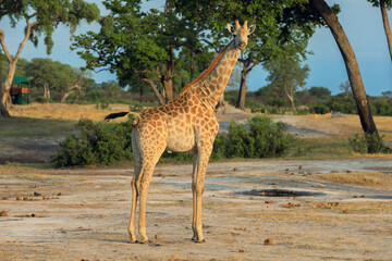 A solitary giraffe stands gracefully in Hwange National Park, Zimbabwe, surrounded by lush trees during golden hour